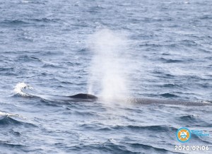 WHALES PLUME