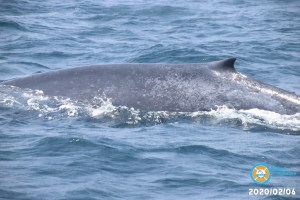BLUE WHALE