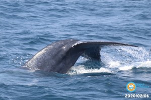 BLUE WHALE DIVE